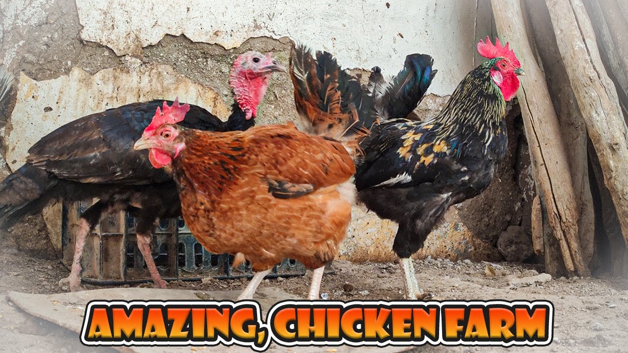 The Best Breeds of Chickens for Your Farm YouTube