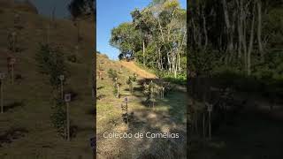 Download Lagu Nossa coleção de variedades de Camélias MP3