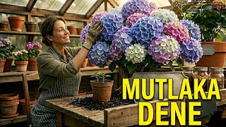 5 Dakikada Ortanca Uzmanı Ol 