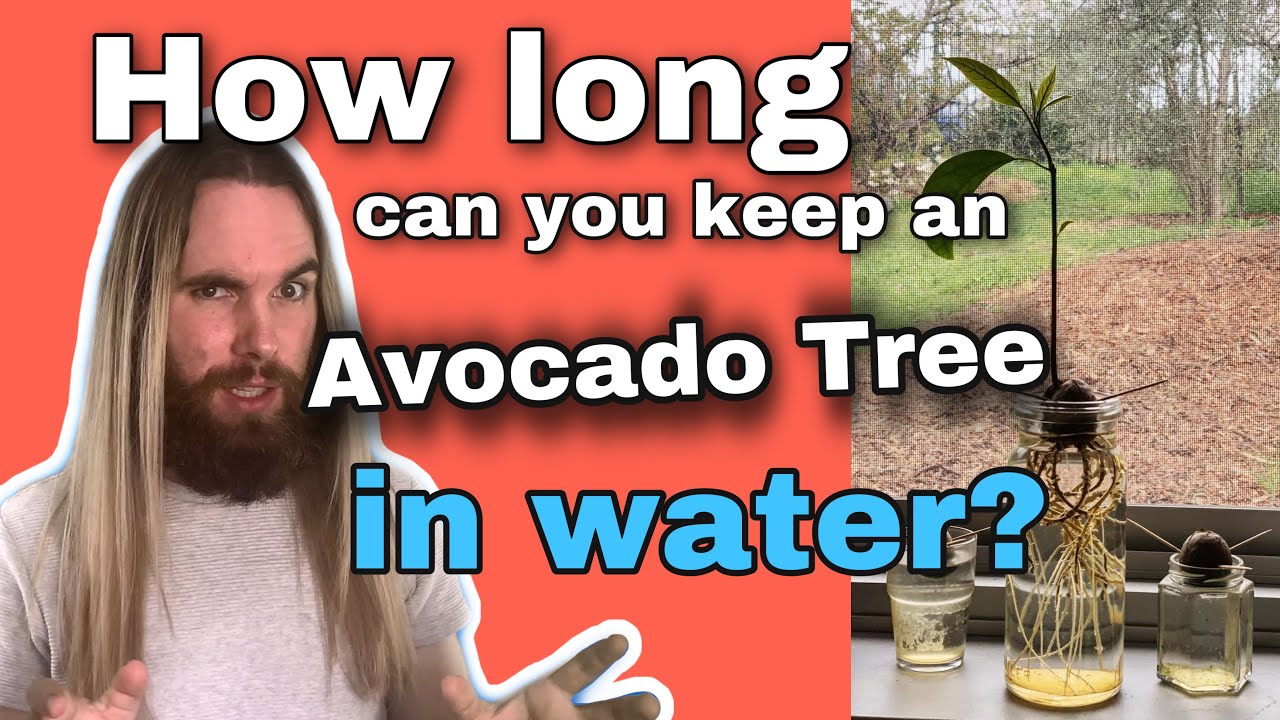 How Long Can You Keep an Avocado Tree in Water? - YouTube