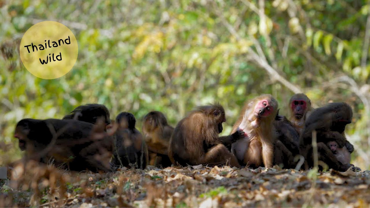 Stump-tailed Macaques feast on Fruit, Beans and Soil in Kaeng Krachan NP, Thailand