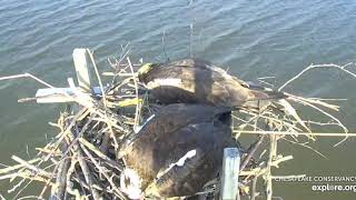 Line Entangled At Audreys Feet 2020 04 01