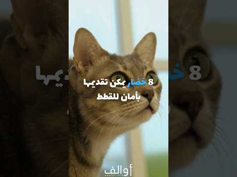 8 خضار يمكن تقديمها بأمان للقطط