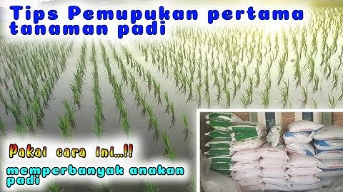 PEMUPUKAN PERTAMA TANAMAN PADI UNTUK MEMPERBANYAK ANAKAN