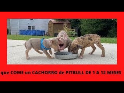 Video: Tips til at vælge en Pit Bull Puppy