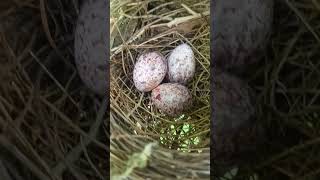 jungle me dekho kya mila😯 #trending #video #jungle #birds #viral #subscribe #crazy m2