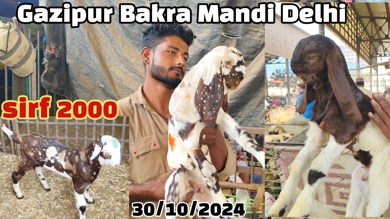 Gazipur Bakra Mandi live update 30/10/2024 paalne wala baccha 2000 mein