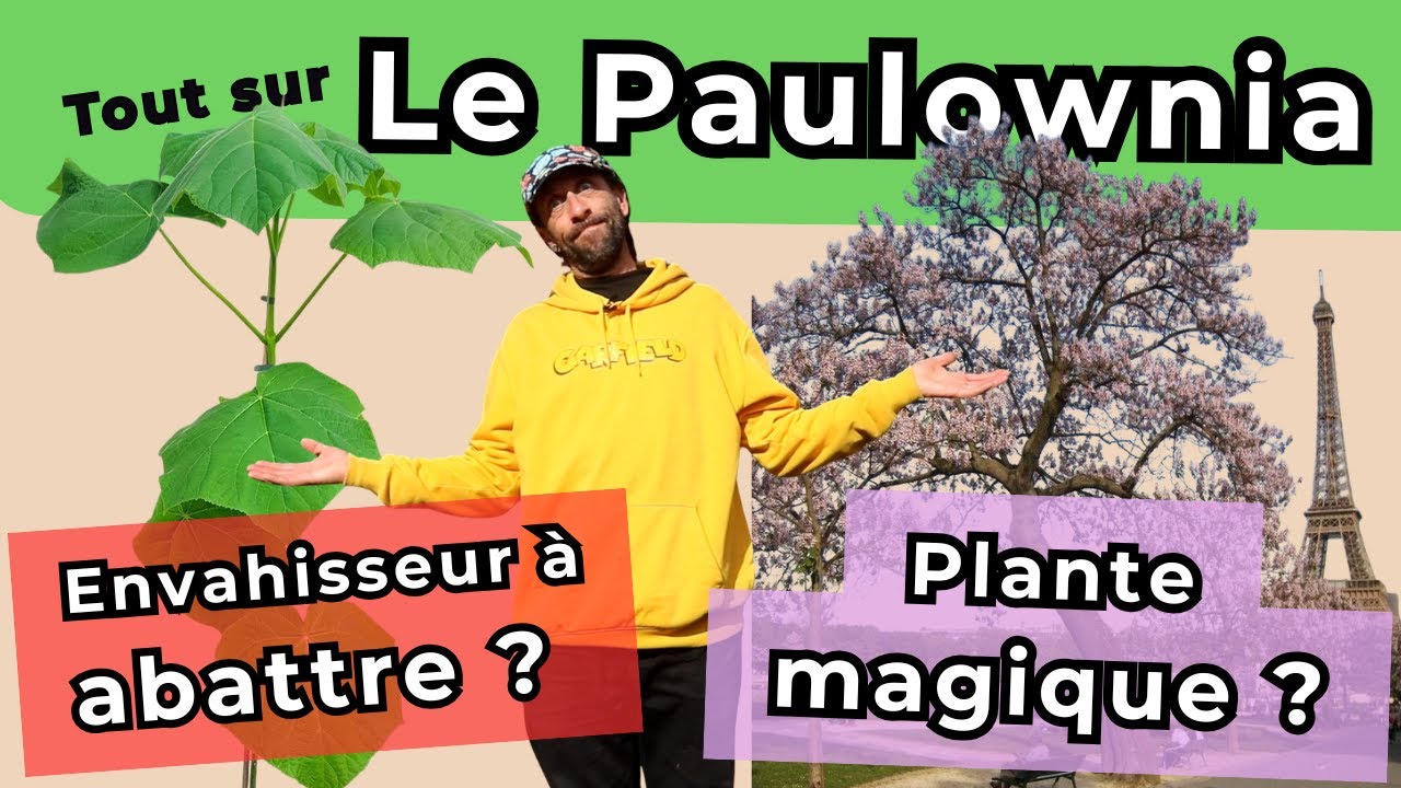 Tout savoir sur le Paulownia !  Plante magique ou envahisseur à abattre ? Je vous dit tout !