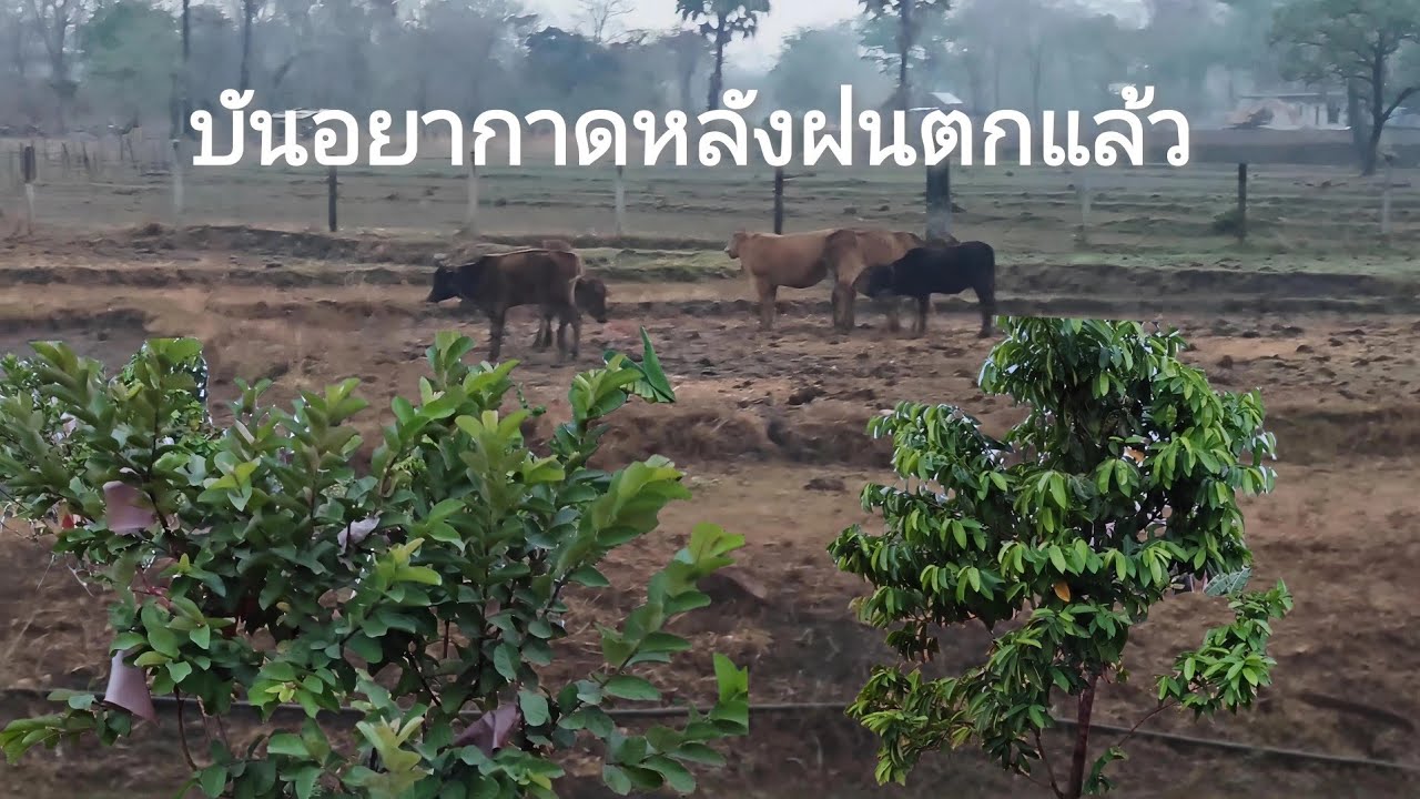 ฝนแลกของปี2026🇱🇦