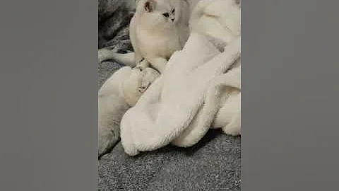 Video 731511: british shorthair silver chinchilla, silver shaded british shorthair, british shorthair mother, lovely british shorthair