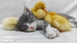 Watch the Adorable Moment This Kitten, Duckling and Chick Create! by Funny Pets 769 views 11 months ago 4 minutes, 16 seconds