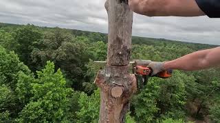 Crispy dead pine removal- tallest tree in the county by cotontop3 4,986 views 2 days ago 12 minutes, 20 seconds