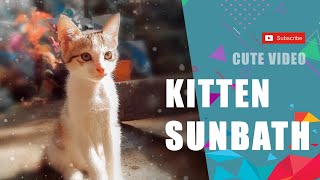 Cuteness Overloaded | Kitten Sunbath | KITTEN KINGDOM by CATVERSE 19,456 views 2 years ago 1 minute, 1 second