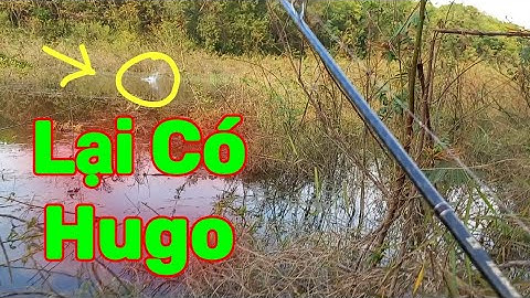 Câu Lure cá lóc sông sài gòn mùa nước rút | Lại có Hugo | Quang Hưng Vlog