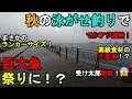 【神奈川県某所】秋の泳がせ釣りで巨大魚祭りに！？海釣りハイシーズン期間の11月中旬、関東地方の東京湾北部辺りの釣り場でトリックサビキとアジの泳がせ釣りで数日間釣りしてみたら…！【2023年11月中旬】