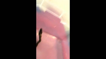 Ball python vs 2 mice