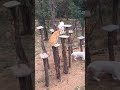 白虎黄虎走木桩