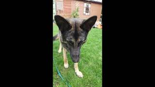 SLOW MOTION GERMAN SHEPPHERD PLAYING WITH HIS FOOTBALL IN THE GARDEN by DOGS BEING DOGS 156 views 3 months ago 7 minutes, 52 seconds