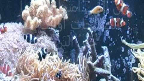 سورة البينة بصوت الشيخ علي الحذيفي Sheikh Ali AL-Hodaifi