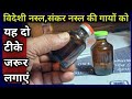 संकर नस्ल/विदेशी नस्ल की गायों को यह 2 टीके जरूर लगाएं||Cross breed/Exotic breed Cow ko ye lagaye