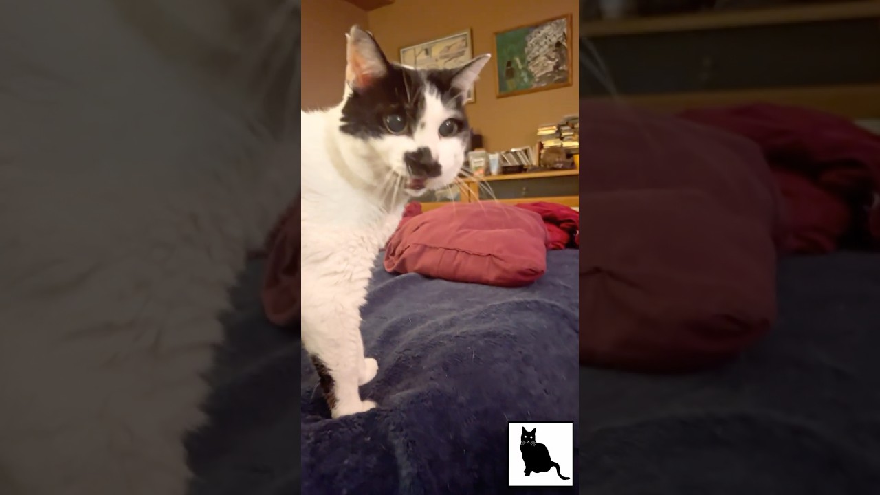 Infinite Meow!  Sam Sam tape-delay loop on #Caturday