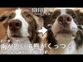 歯が乾いて唇がくっつくボーダーコリー/ Border collie where teeth dry and lips stick