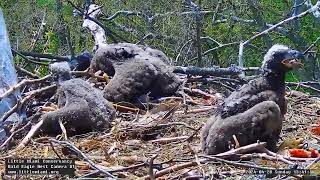 Little Miami Conservancy Bald Eagle 28.04.2024 13:28