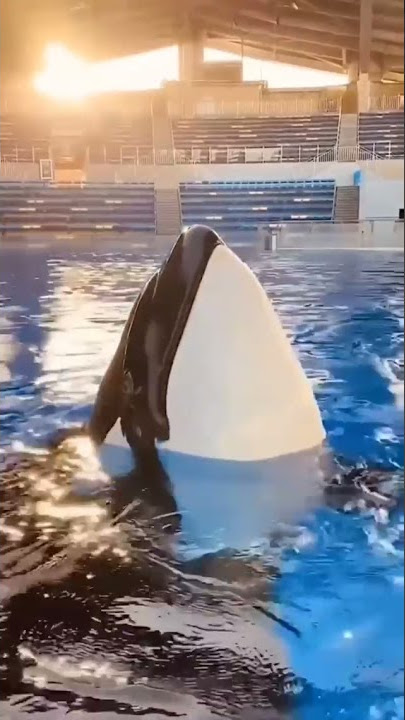 Orca killer whale sound's,  #whale 5 #dakrouri #shorts