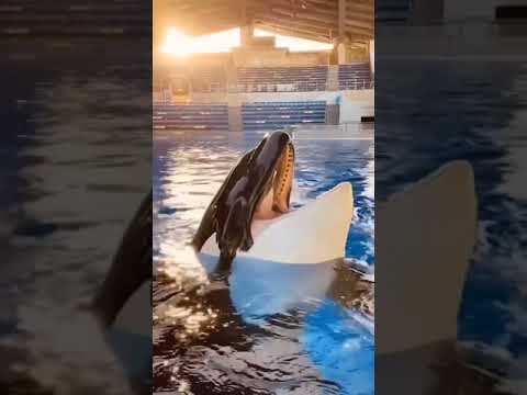 Orca Killer Whale Sound S Whale 5 Dakrouri Shorts