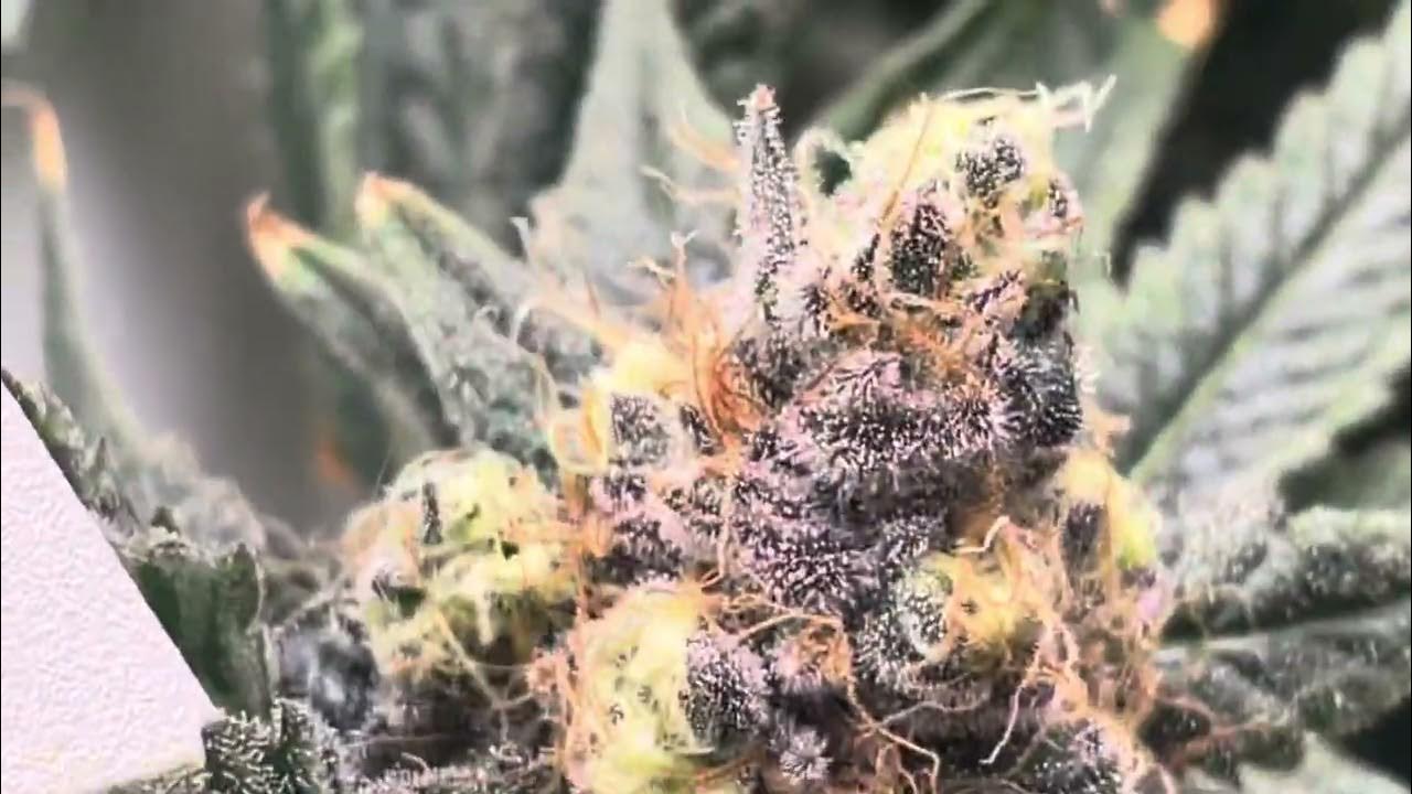 Week 8 Day 6 Flowering (Day 85) Hey Abby 420 Edition Thug Pug Peanut