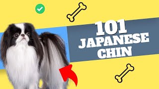 Unbelievable Facts About Japanese Chin You Won't Believe!