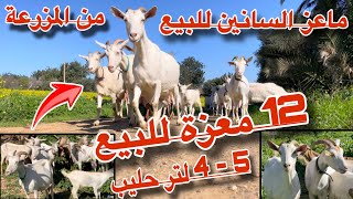 12 معزة سانين حلوب للبيع 8 معزات على ميلاد و4 والدين الحليب بين 4/5لتر أنا في مزوعة نصرو 🐐♥️🌱🍀🌿