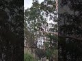 Tree Surgeons Mount Barker and Kendenup WA 🌳 #capetreeservice #treeremovalmountbarkerwa #Porongurup