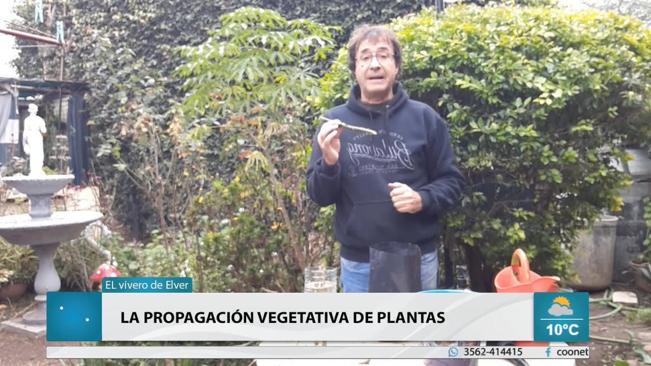 🌸🌿 La propagación vegetativa de plantas - El vivero de Elver - YouTube