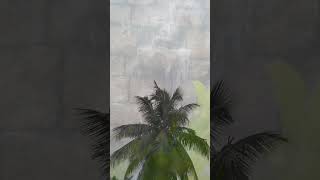 தேடல் வரும்பொழுது#nature#sivan#vidhya's@vidhu#ytshorts#videos