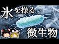 水を凍らせ、雨を降らせる微生物 ～氷核活性微生物～【ゆっくり解説】