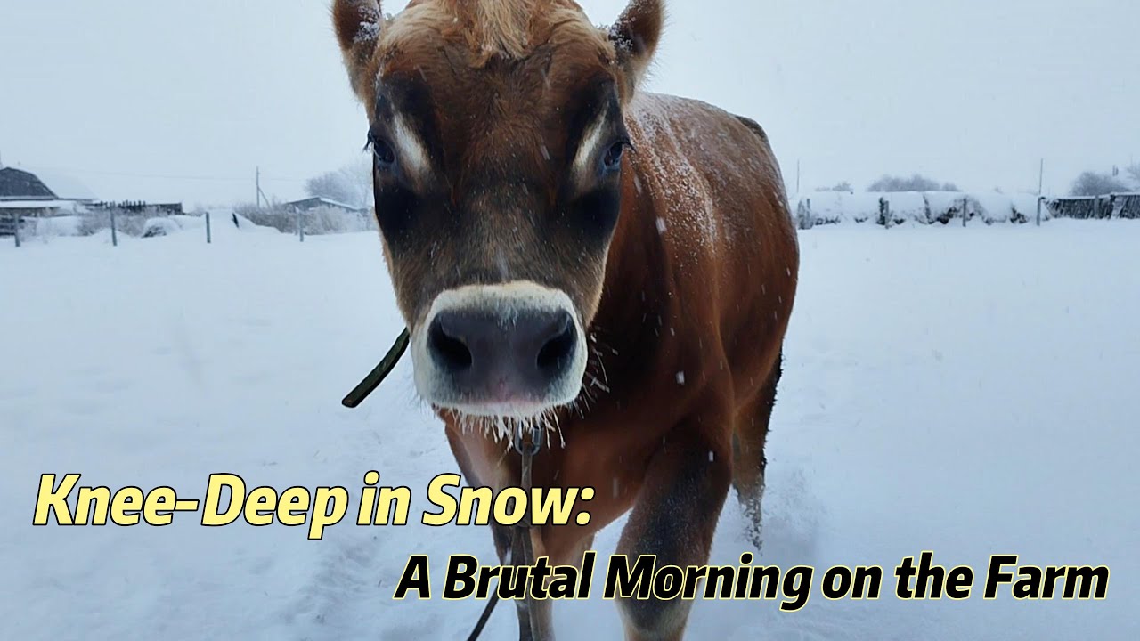 Knee-Deep in Snow: A Brutal Morning on the Farm