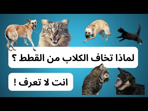 لماذا تخاف الكلاب من القطط الحقيقة التي لا يعرفها الكثيرون