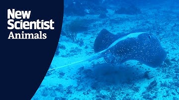 Stingrays recorded making sounds in the wild for the first time