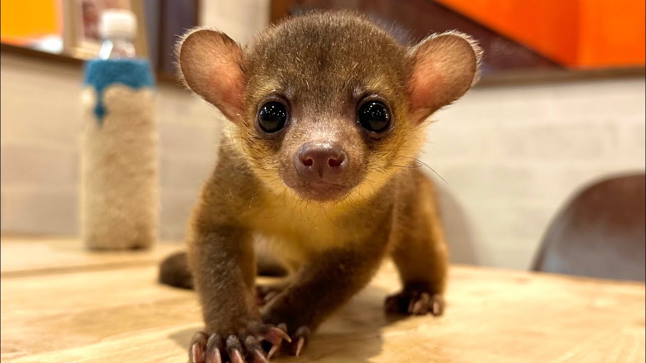 キンカジューベイビー、すくすく成長中❣️