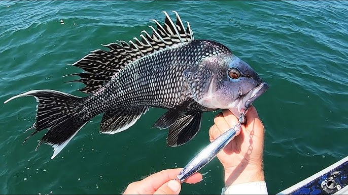 Sea Bass Tackle & Techniques (Black Sea Bass)