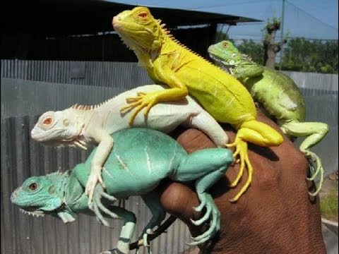 Colores de las iguanas ¿como surgio la iguana azul! IGUANA IGUANA AZUL ...