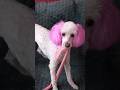 Un perrito rosadito - Barbie pet  #short