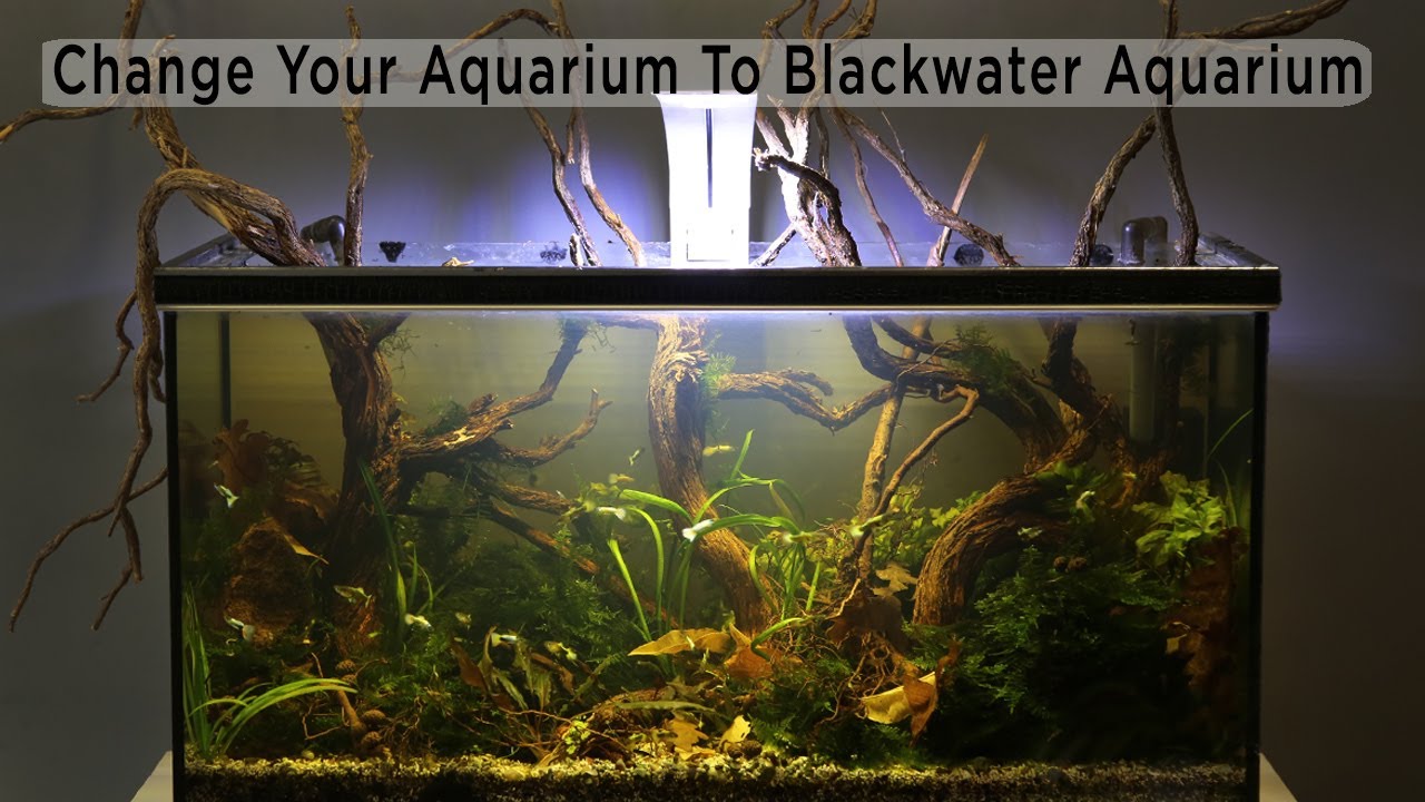 Change To Blackwater Aquarium Biotope Aquascape YouTube