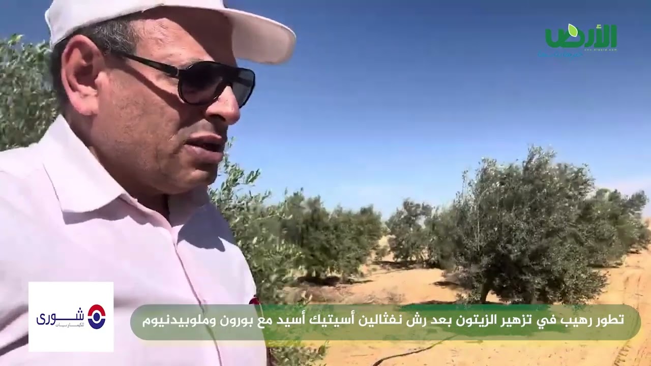 تطور رهيب في تزهير الزيتون بعد رش نفثالين أسيتيك أسيد مع بورون وملوبيدنيوم