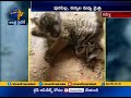 Rare Video: Puppy, Tiger Cub  form Unlikely Friendship