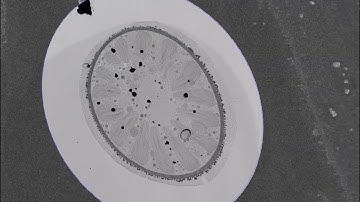 3D Array Tomography of Penium using SEM