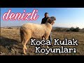 DENİZLİ KOCA KULAK KOYUNLARI