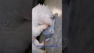 Famous Maltese and rabbit are good friend. Wealth
