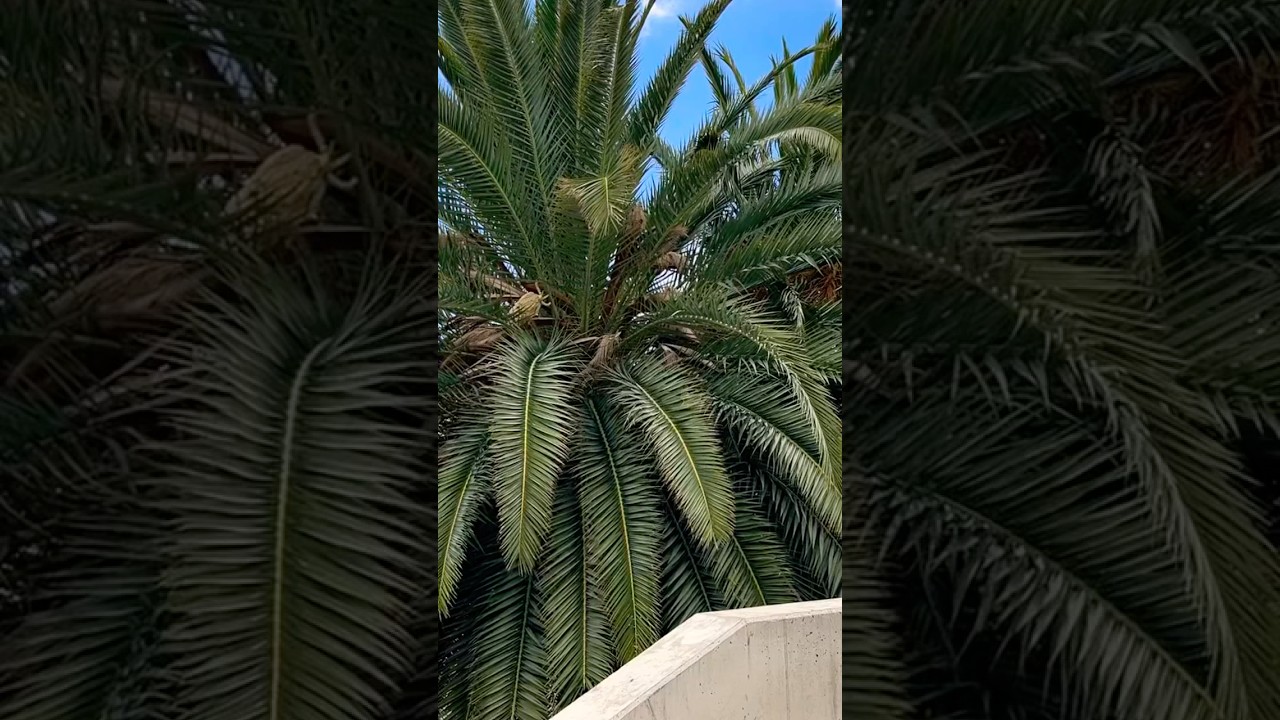 🌴Coastal Vibes in Paradise | Ocean Breeze & Palm Trees 